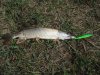 DSC00064.JPG