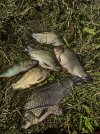 IMG_5310.jpeg
