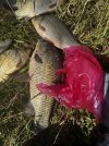 IMG_5311.jpeg