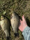 IMG_5350.jpeg