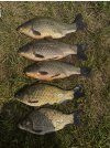 IMG_5408.jpeg