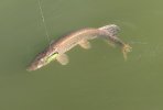 IMG_20260801_081944.jpg