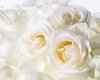 white_roses_wallpaper-1280.jpg