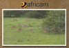 africam-image-tm-1-1241974078.jpg