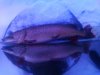 IMAG0771.jpg