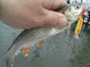 fishingkuban.ru_forum_uploads_attachment_2016_01_1452247489_2uzzzbp63sa.jpg