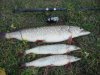 DSC01137.jpg