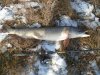 DSC00970.JPG
