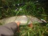 DSC00739.jpg