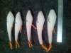 IMG_20160229_224709.jpg