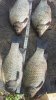 IMG-20160618-WA0002.jpg