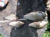 IMG_20160714_095725.jpg