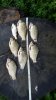 IMG-20160709-WA0006.jpg