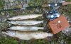 S6302177.JPG