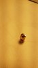 IMG-20161115-WA0033.jpg