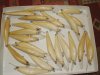 DSC04498.JPG