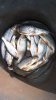 IMG-20170512-WA0008.jpeg