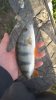 IMG-20170604-WA0006.jpeg