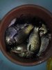 IMG_20170606_162718.jpg
