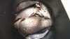 IMG-20170611-WA0028.jpeg
