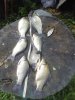 IMG_20170713_135657.jpg