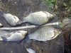 IMG_20170713_135720.jpg