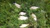 IMG-20170716-WA0005.jpeg