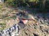 IMG-20170716-WA0000.jpg