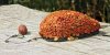 feeder_01.jpg feeder_01.jpg