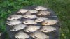 IMG-20170831-WA0038.jpeg
