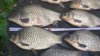 IMG-20170831-WA0042.jpeg