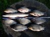 20170903_090056.jpg