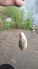 IMG-20171001-WA0007.jpeg