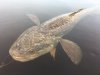 IMG-20180528-WA0000.jpg IMG-20180528-WA0000.jpg