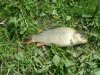 DSC00152.JPG