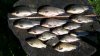 20180710_095845.jpg 20180710_095845.jpg