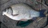 DSC_0005.JPG DSC_0005.JPG
