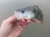 IMG_20180805_072653.jpg