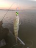 IMG_20180808_054325.jpg
