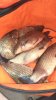 IMG-20180812-WA0016.jpeg