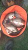 IMG-20180909-WA0030.jpeg