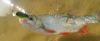 49e300a2045c8ced5b945e80f5fbdba6.png