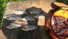 IMG-20190612-WA0011.jpeg