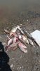 IMG-20190620-WA0004.jpg