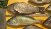 IMG-20190728-WA0014.jpeg