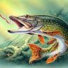 РыбачоК-16