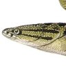 snakehead