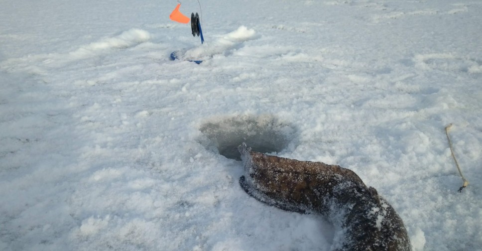 Ловлю окончание. Самая большая рыба в реке Бия. Рыбалка на бии в Бийске. На что ловят рыбу в ноябре в снег в бии на сегодня Бийск.
