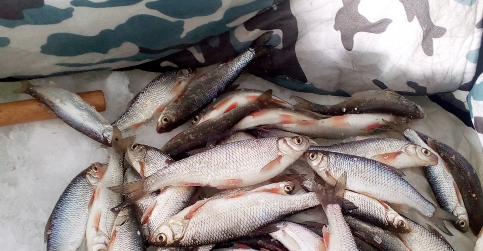 Река ельчик в ельце