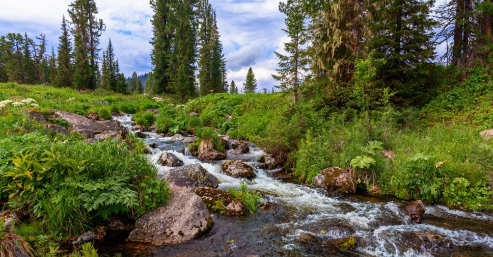 таежный лес река чистый воздух